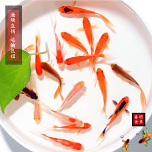 細(xì)節(jié)是決定一條賽級(jí)中魚(yú)所該有的價(jià)值