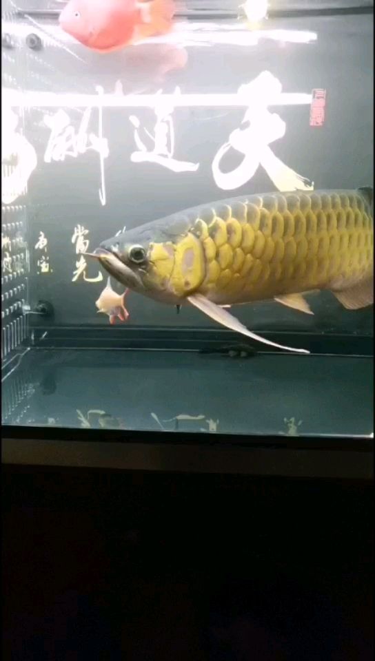 定西觀賞魚市場這條魚還能正紅嗎