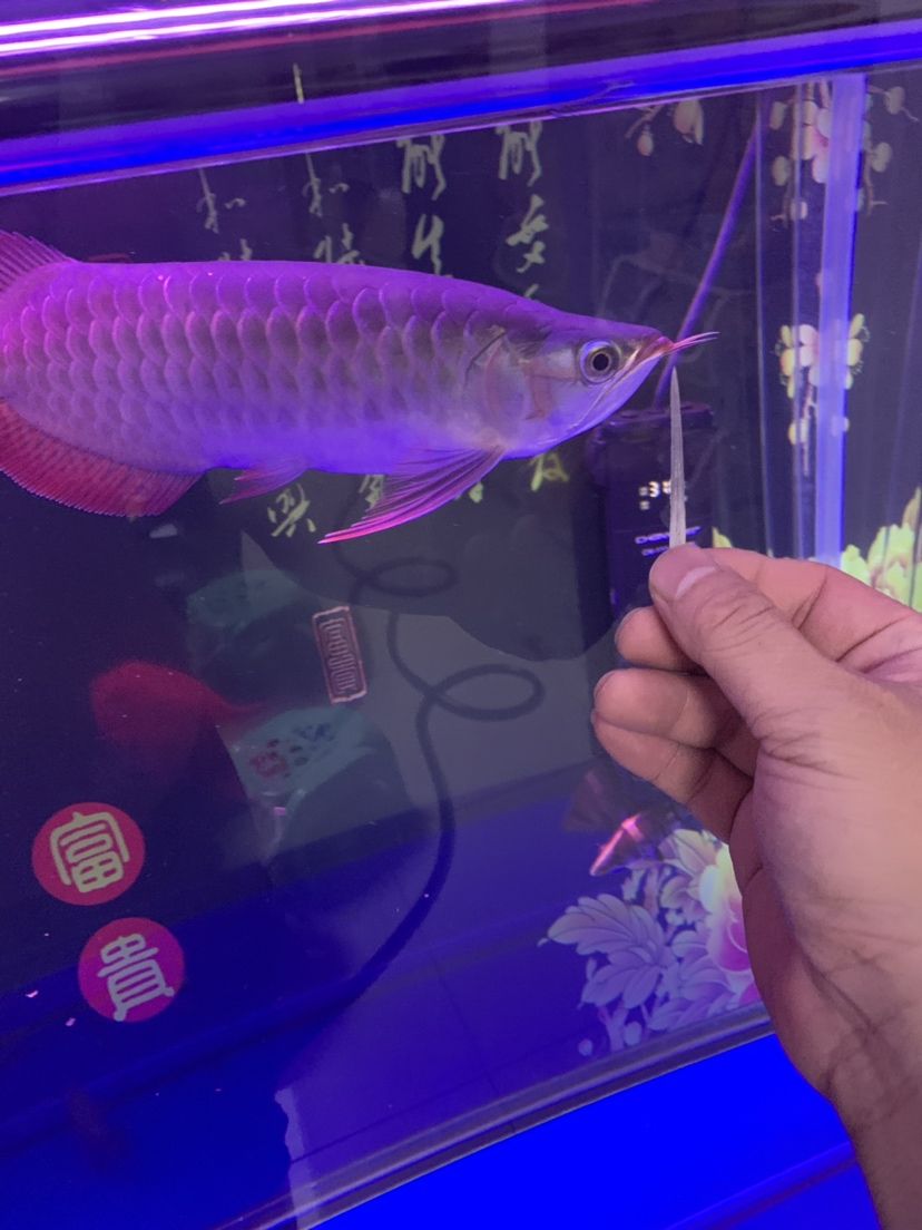 真操心 泰龐海鰱魚 第2張