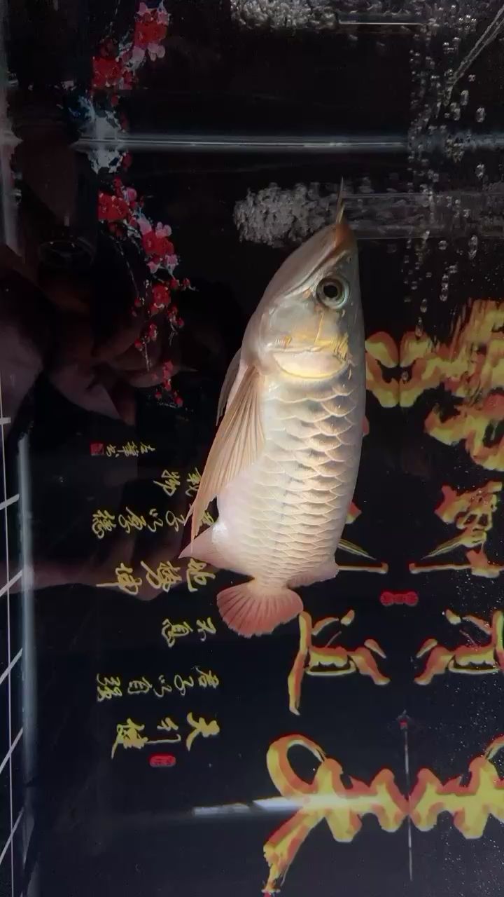 30公分了能紅嗎？ 龍魚百科 第2張