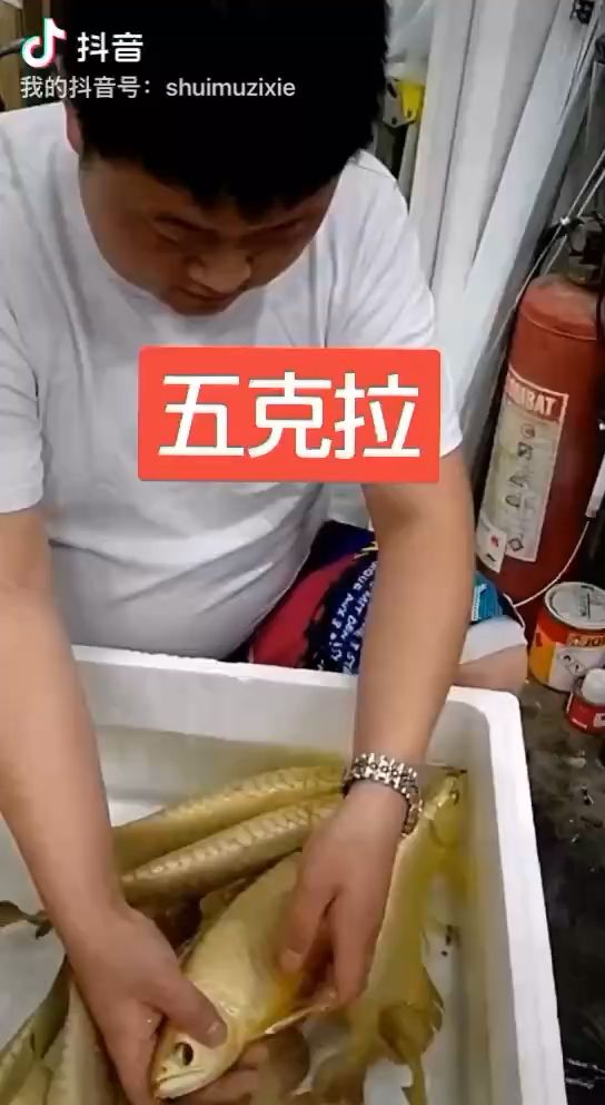 徐州觀賞魚市場真是無燈拍攝不？ 觀賞魚市場（混養(yǎng)魚）