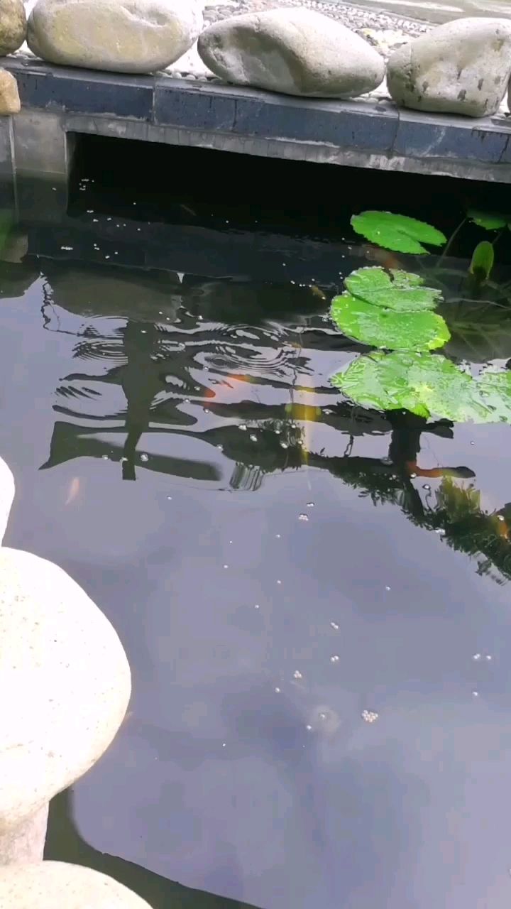 太原水族館小錦鯉 祥龍傳奇品牌魚缸 第2張