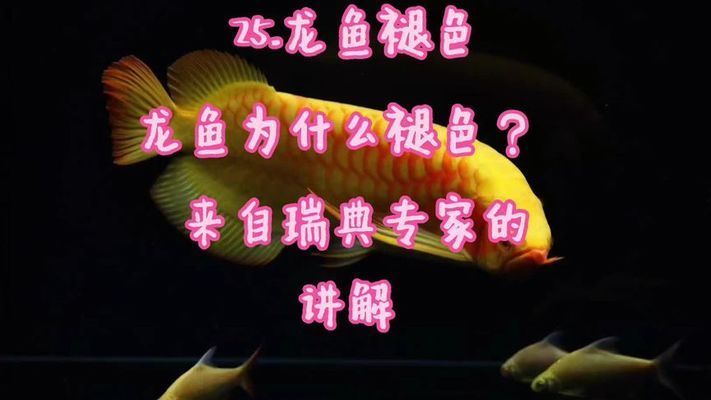 紅龍魚褪色原因（紅龍魚褪色可能由多種原因引起） 龍魚百科 第4張