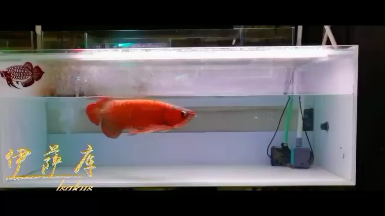 寶雞水族館伊薩庫德魯斯的成魚 觀賞蝦蟹等飼料 第2張