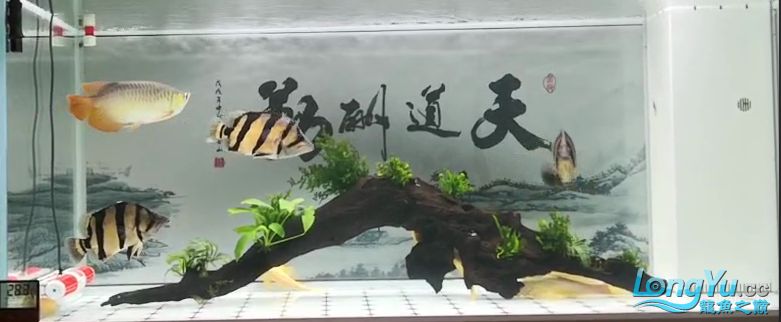 忻州觀賞魚市場求教各位大神救救我的虎魚 觀賞魚市場（混養(yǎng)魚） 第4張