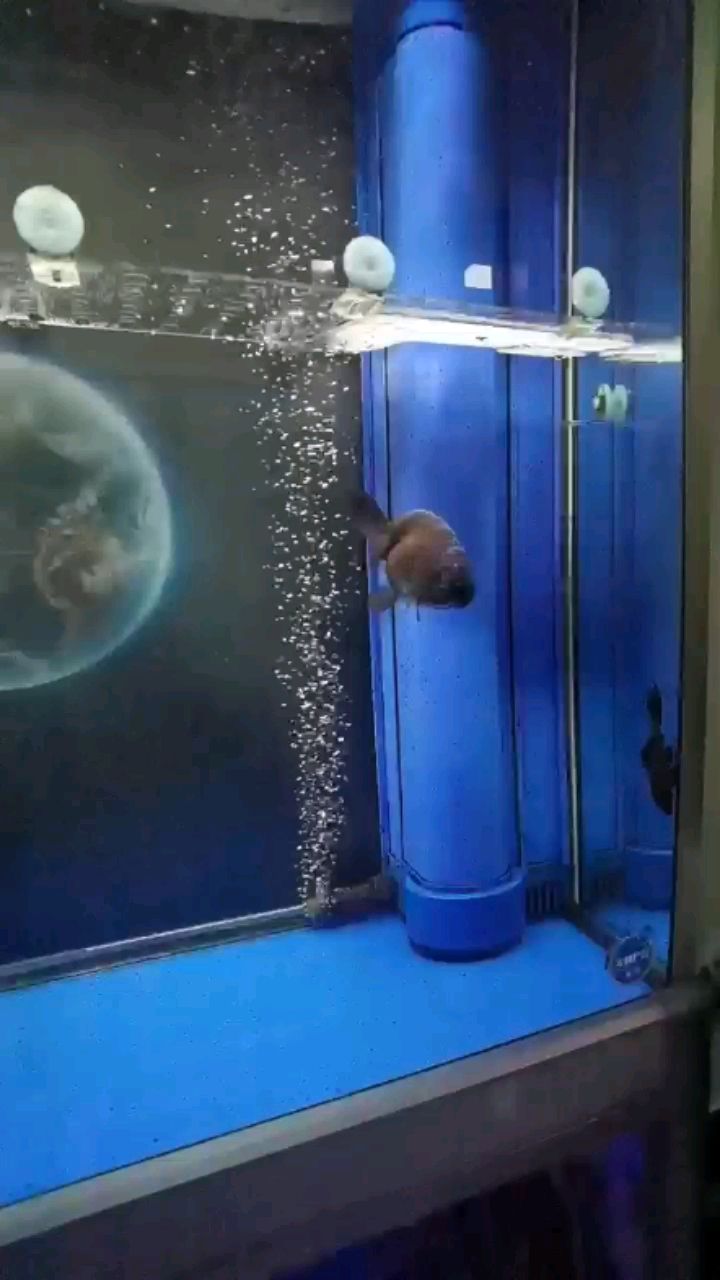 德州水族館慢動作