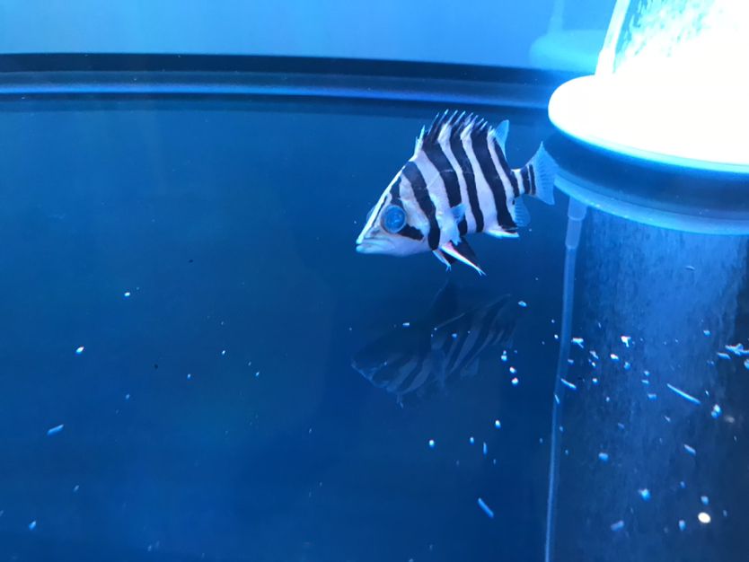 鷹潭水族館虎魚(yú)蒙眼求救