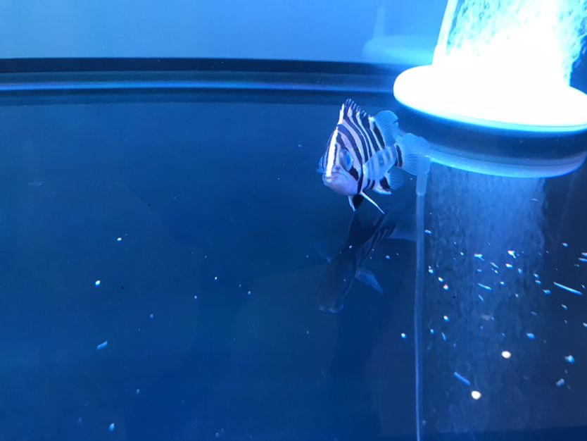 鷹潭水族館虎魚(yú)蒙眼求救