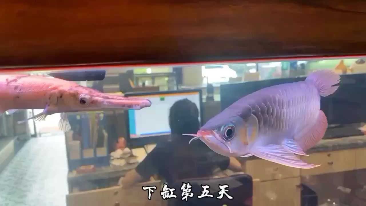 十年后又開始養(yǎng)魚 夢幻雷龍魚 第2張