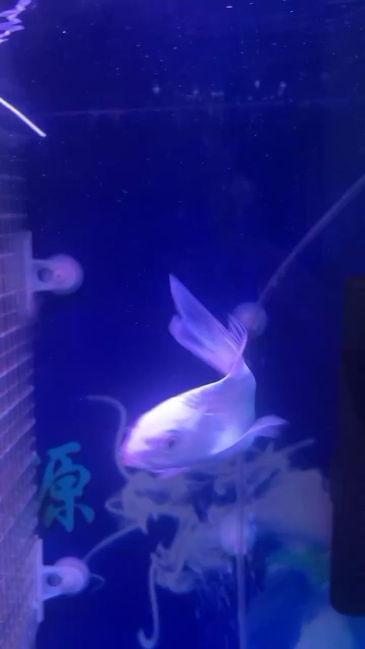 喂食正常 夢幻雷龍魚 第2張