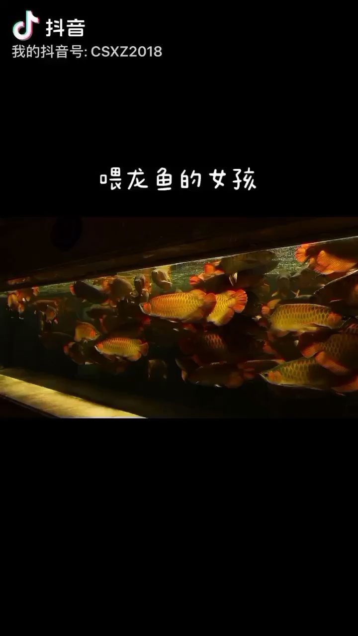 西寧觀賞魚市場(chǎng)美女與野獸