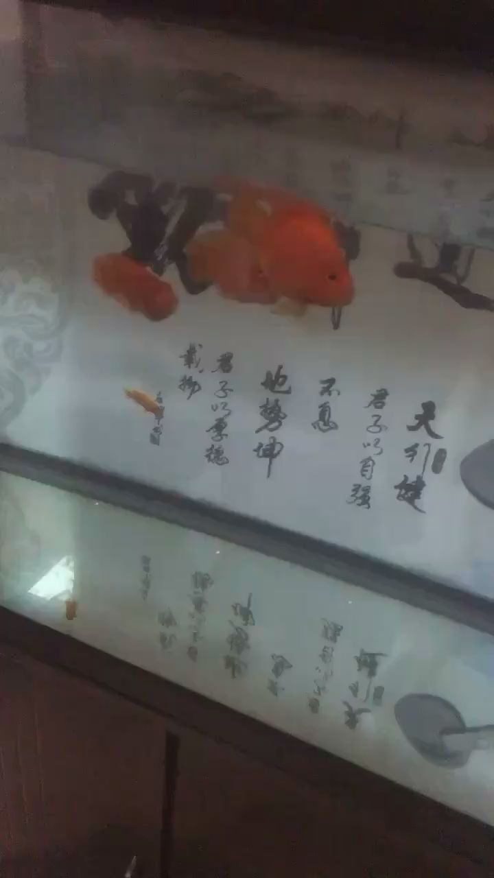 本溪水族館總咬新來的