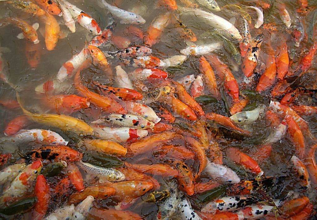 想把觀賞魚養(yǎng)好的人應(yīng)能hold住 申古銀版魚 第3張