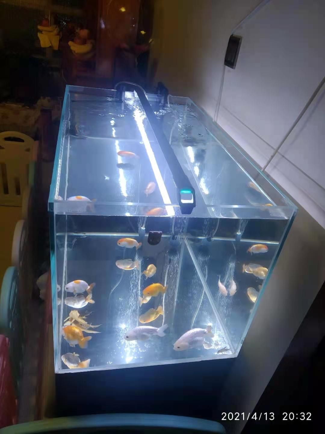 哈爾濱水族館80x45x45魚缸的問題 申古銀版魚 第3張