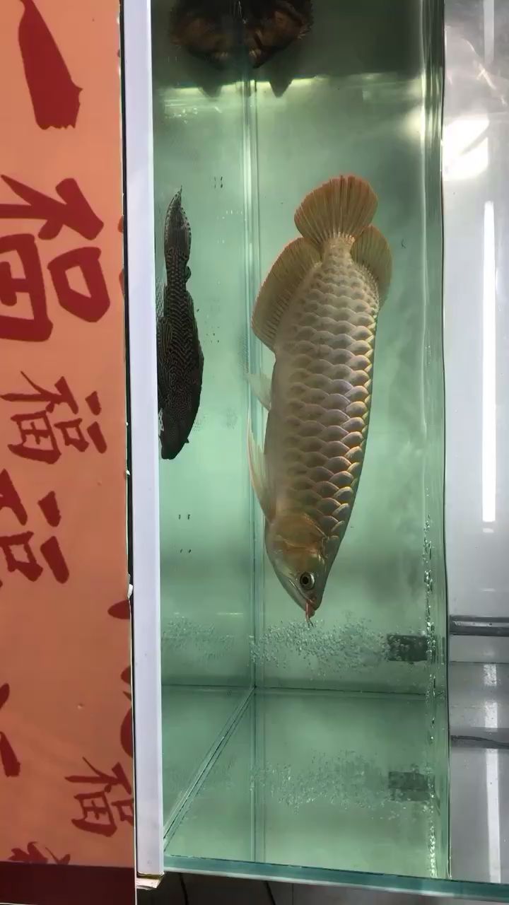 石家莊觀賞魚市場治療小小紅龍的第五天 觀賞魚市場（混養(yǎng)魚） 第2張