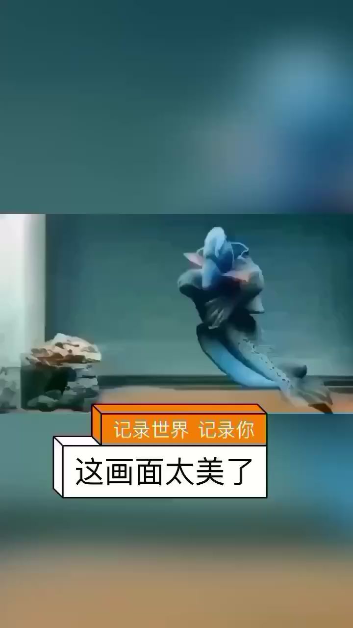 汕尾觀賞魚市場多么的幸福啊