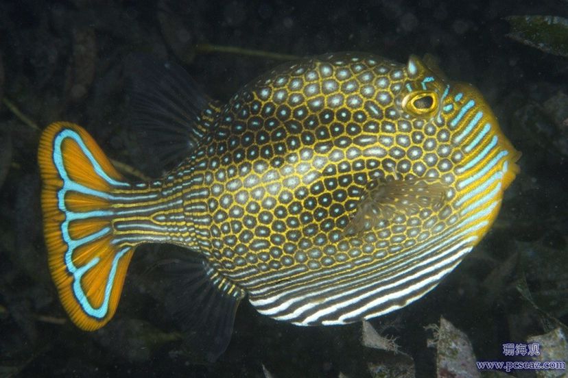 不能與珊瑚兼容的生物 女王大帆魚(yú) 第18張