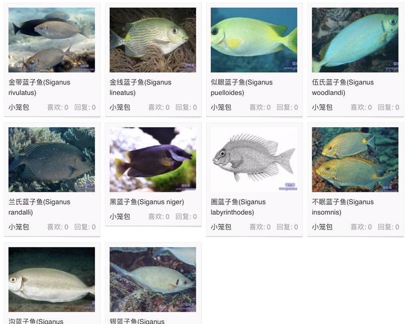 不能與珊瑚兼容的生物 女王大帆魚(yú) 第23張