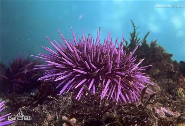 不能與珊瑚兼容的生物 女王大帆魚(yú) 第31張