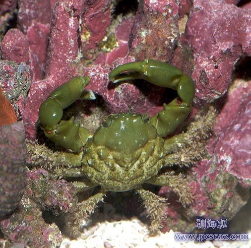 不能與珊瑚兼容的生物 女王大帆魚(yú) 第32張