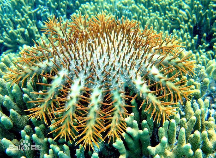 不能與珊瑚兼容的生物 女王大帆魚(yú) 第43張