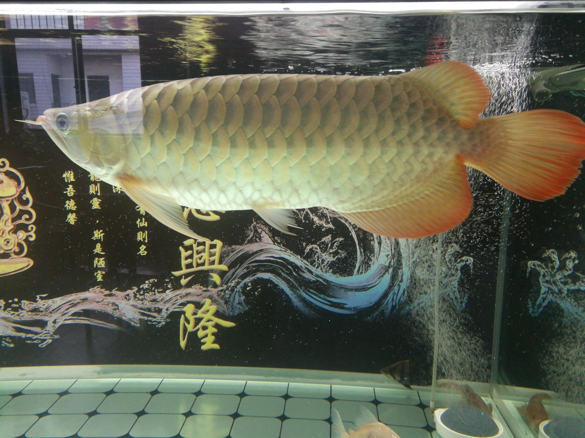 珠海觀賞魚市場紅龍魚