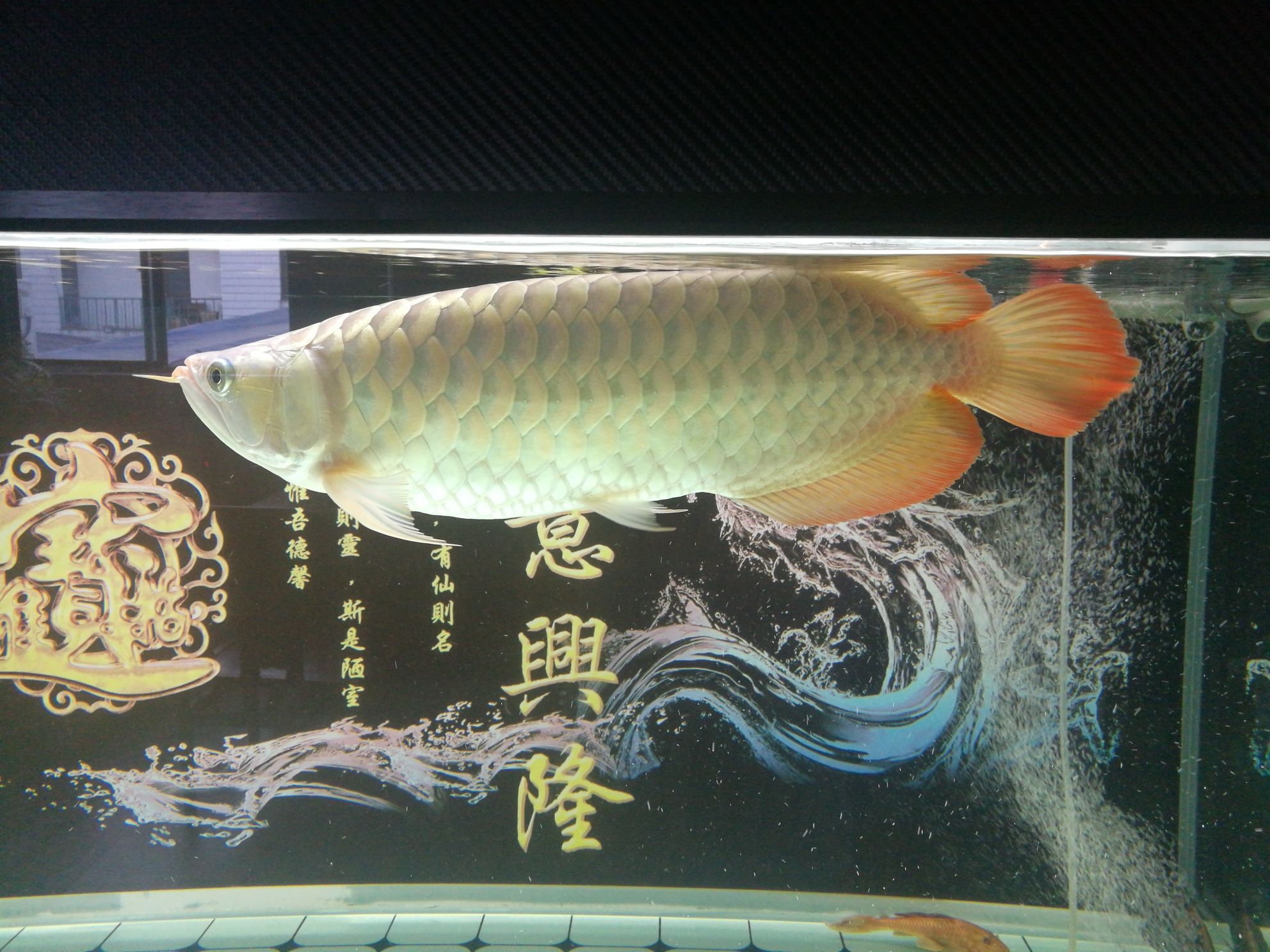 珠海觀賞魚市場紅龍魚