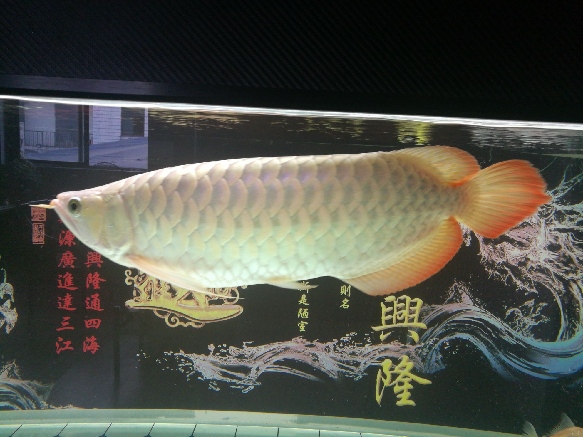 珠海觀賞魚市場紅龍魚