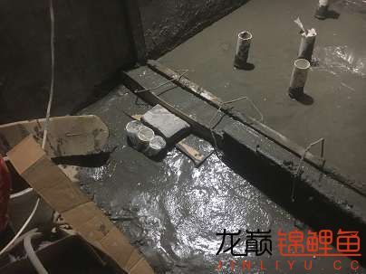 二樓平臺自建小池完工 杰西卡恐龍魚 第6張