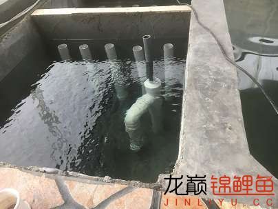 二樓平臺自建小池完工 杰西卡恐龍魚 第19張