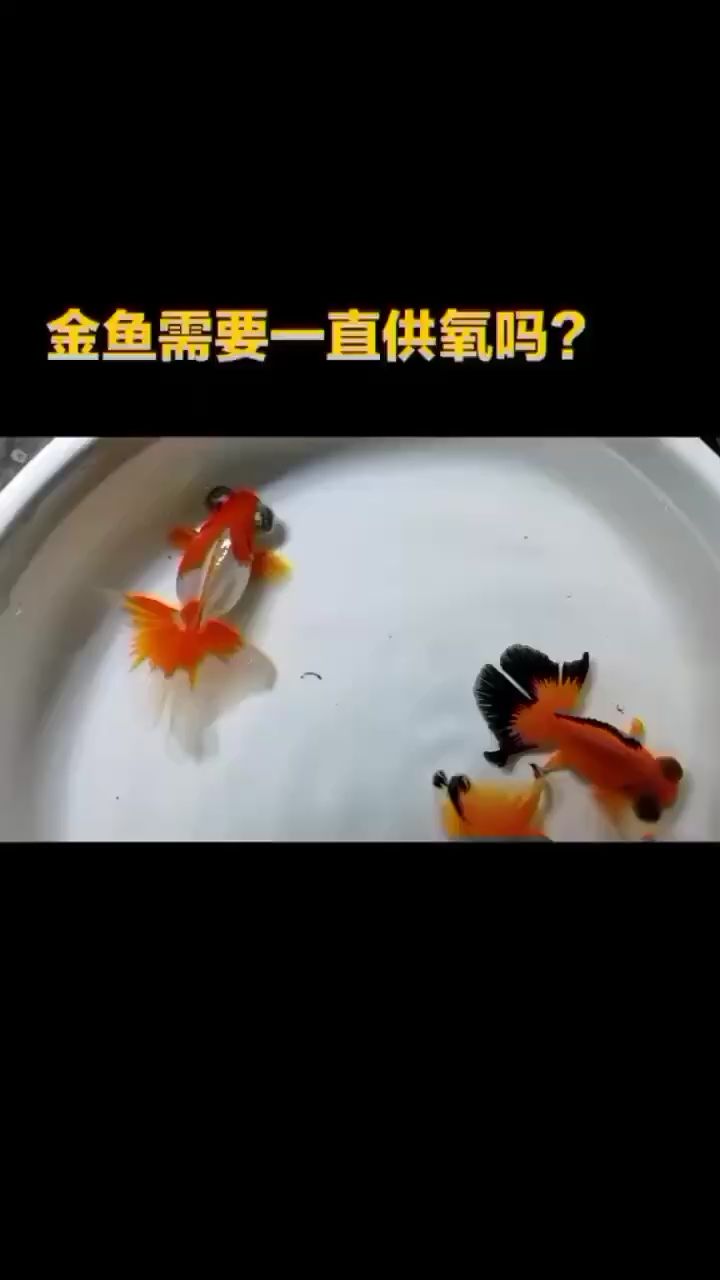 昭通觀賞魚市場金魚需要一直打氧嗎？