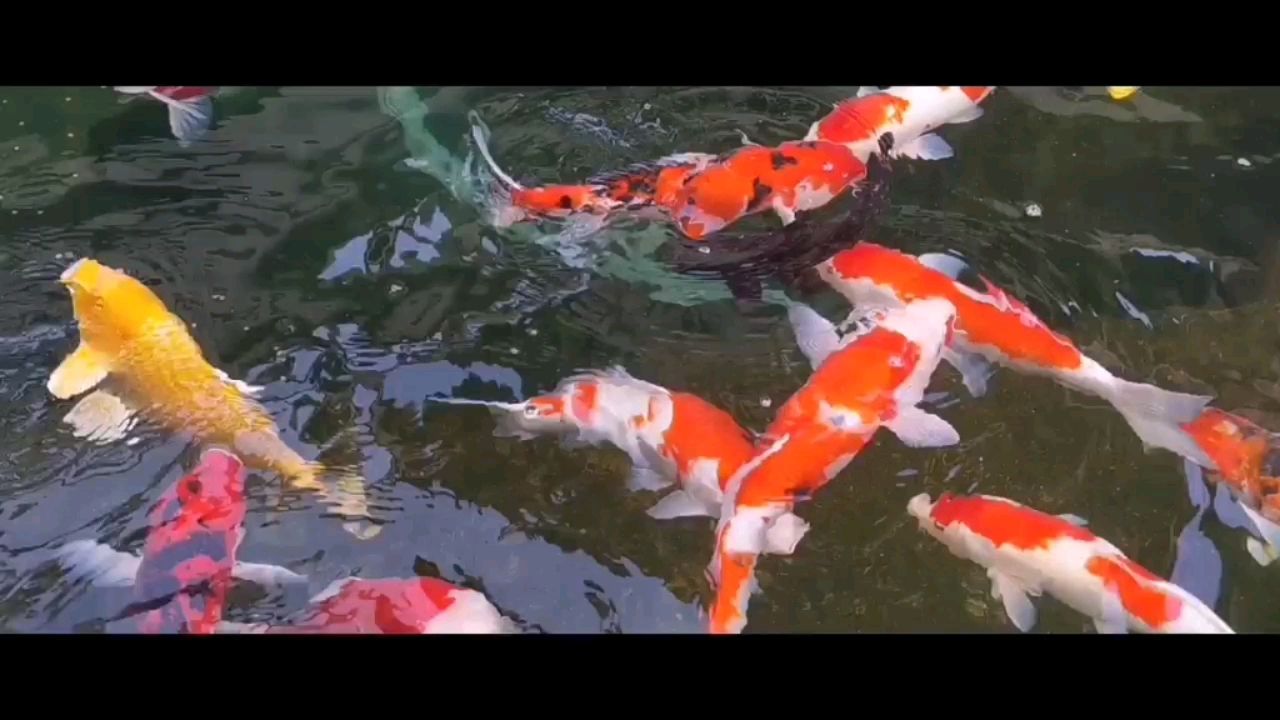 開喂看看魚真舒服 龍鳳鯉魚 第2張