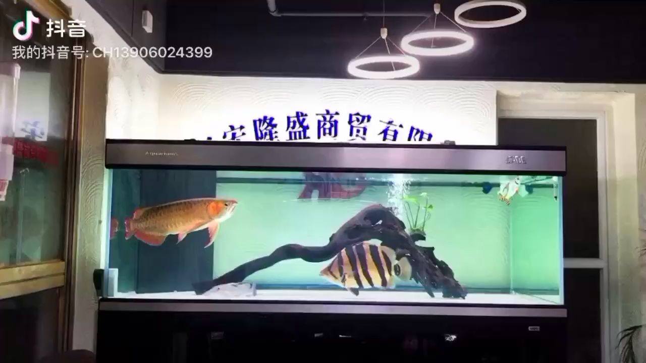 黃岡觀賞魚(yú)市場(chǎng)合諧就是美～ 觀賞魚(yú)市場(chǎng)（混養(yǎng)魚(yú)） 第2張