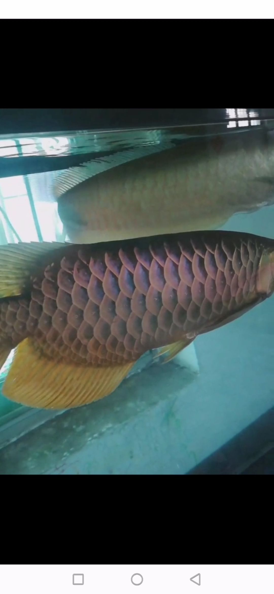 海南藏族自治州水族館都是1500選那個(gè) 其它水族用具設(shè)備 第5張