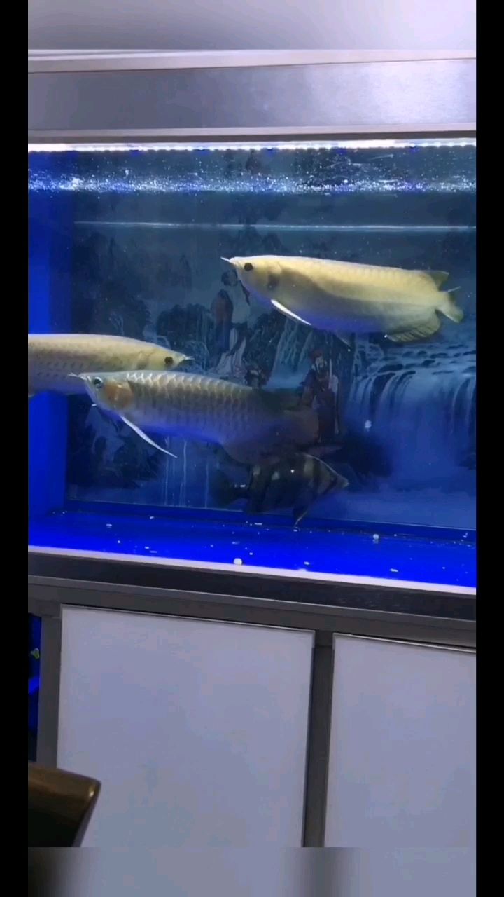 南通水族館龍魚蛋如何人工孵化