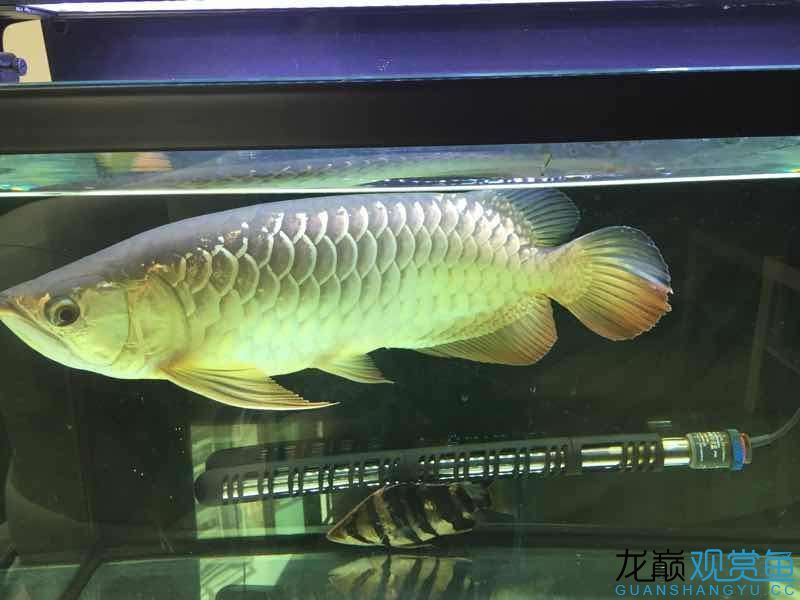 臺(tái)州水族館吃五谷雜糧長(zhǎng)大的龍魚 泰國(guó)雪鯽魚 第1張