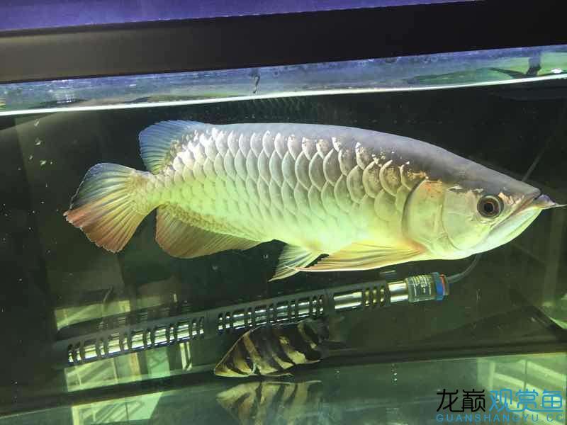 臺(tái)州水族館吃五谷雜糧長(zhǎng)大的龍魚 泰國(guó)雪鯽魚 第2張