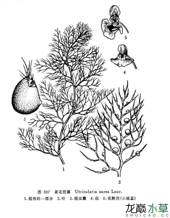 國(guó)產(chǎn)食蟲水草黃花挖耳草黃花貍藻 水草 第4張