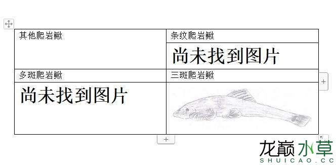 南昌水族館腹吸鰍科爬巖鰍屬魚類匯總 廣州水族器材濾材批發(fā)市場 第4張