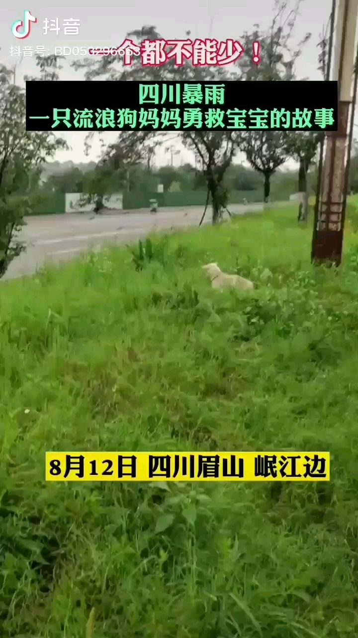 漢中水族館一只在刷屏的流浪汪 巴西亞魚