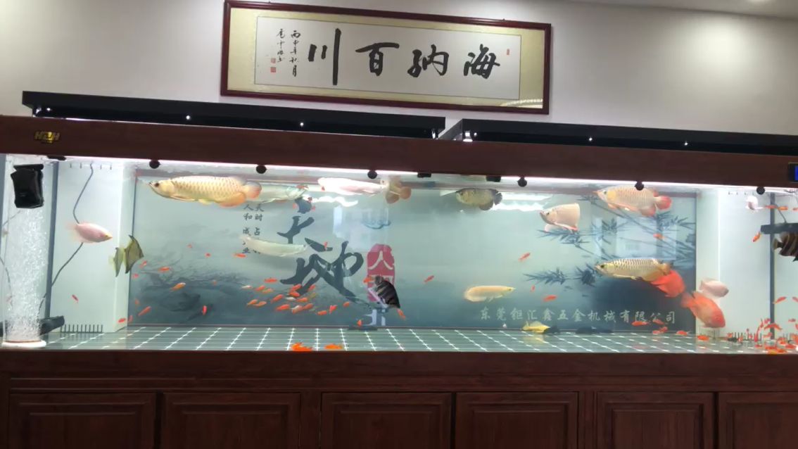 混養(yǎng)第六天龍魚圈 黑水素