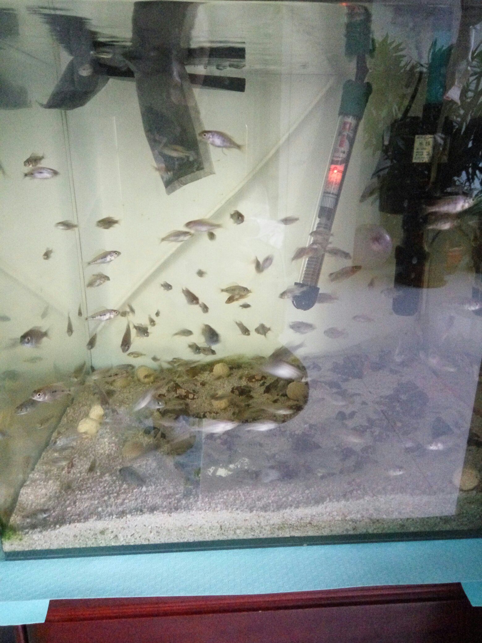 一時興起撈了一網(wǎng)小魚當(dāng)魚飼料了 黃金河虎魚 第1張