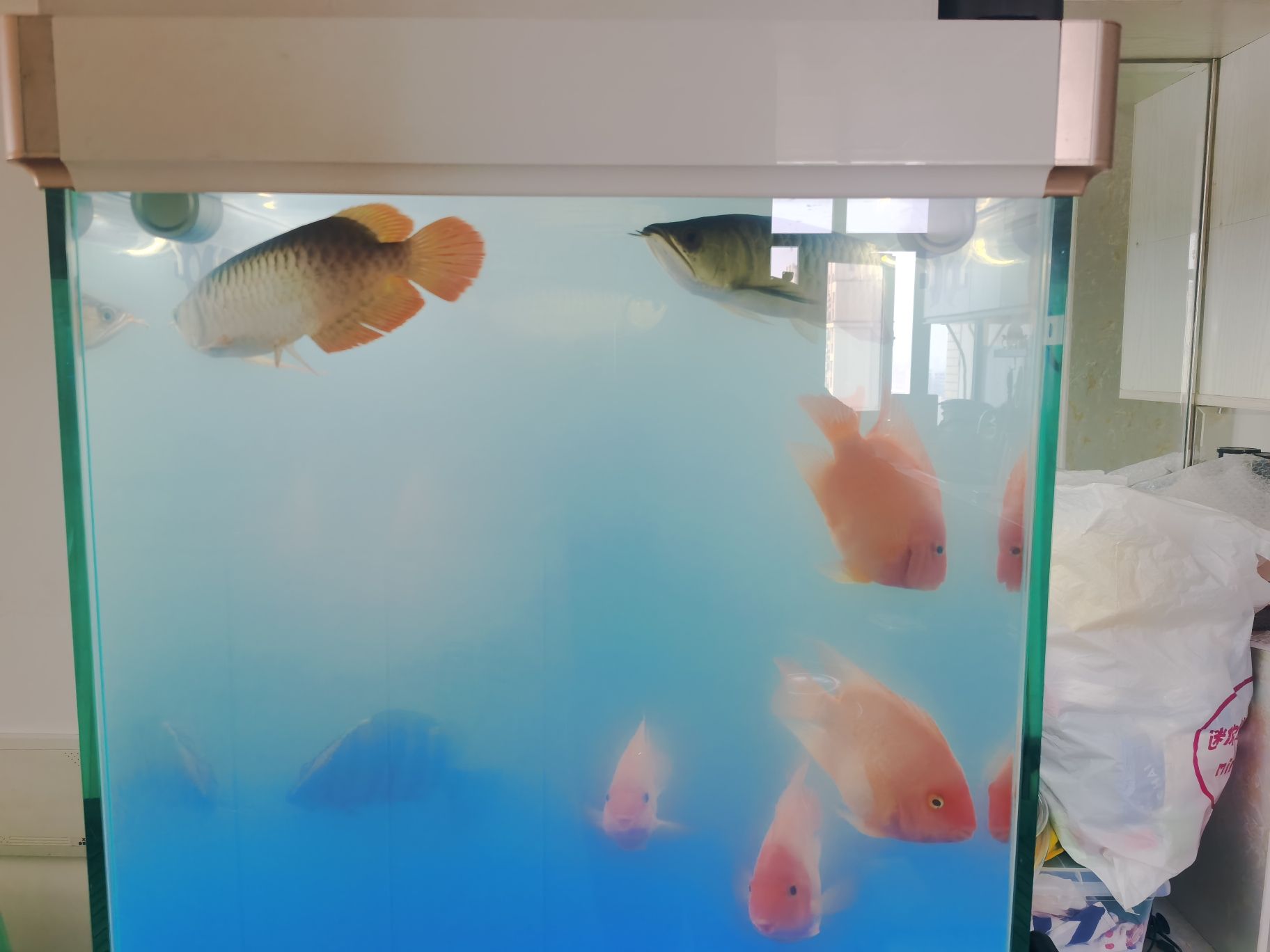 泰州水族館這下看你們?cè)趺创蚣? title=