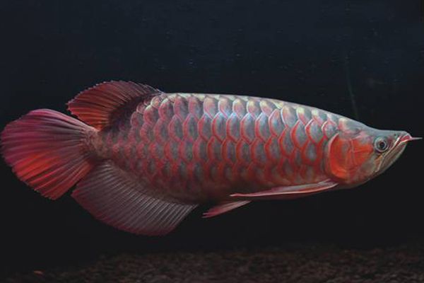 吐魯番水族館今天剛到家的紅龍