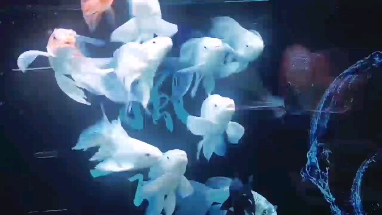 甘南州水族館狀態(tài)完美沖浪鍛煉 紅白錦鯉魚 第2張