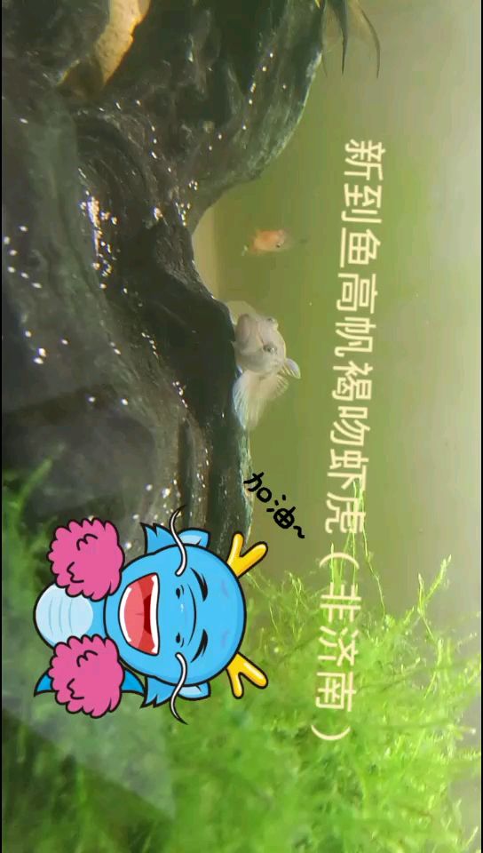 新到魚:高帆褐吻蝦虎 祥龍水族濾材/器材 第3張