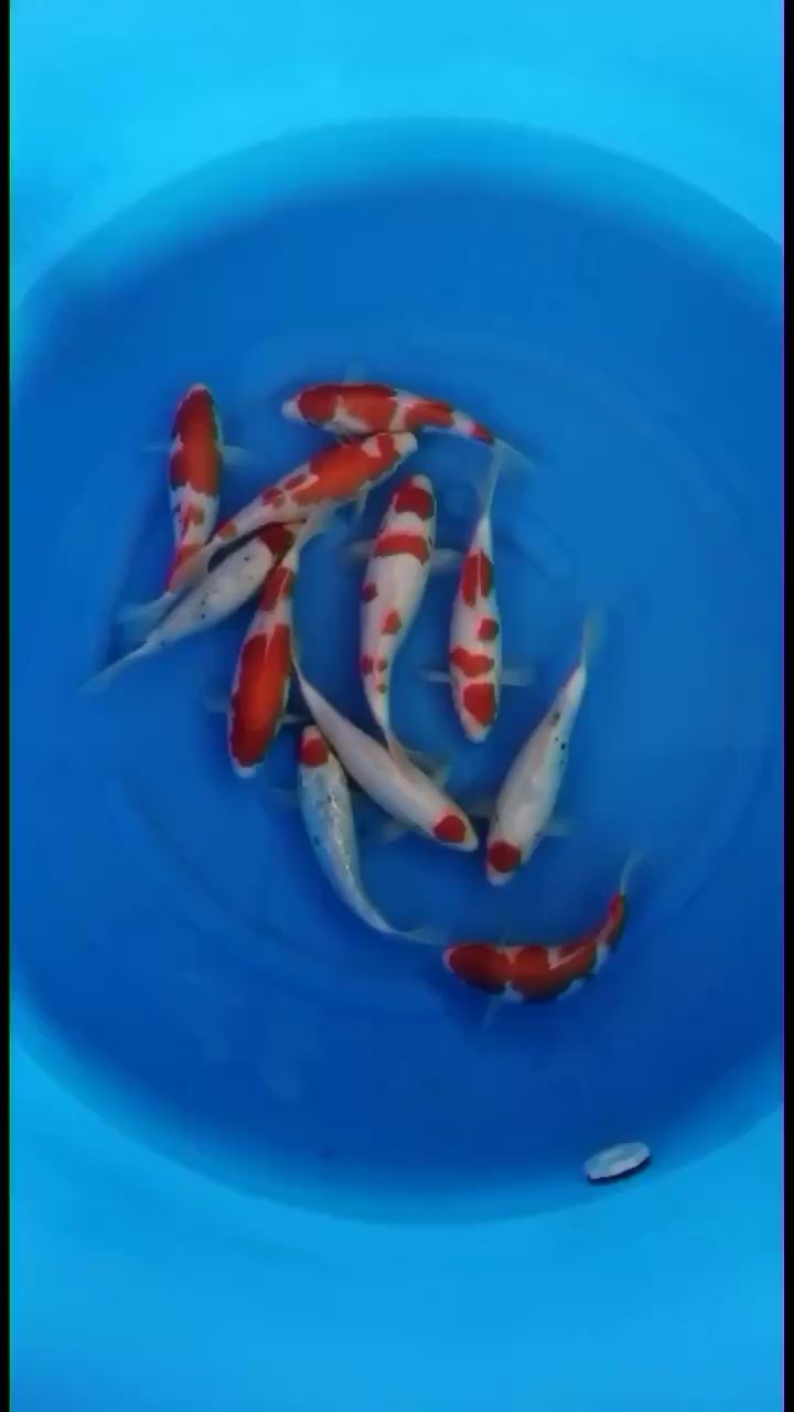 新入坑準備進魚請各位前輩給點意見 黑金魟魚