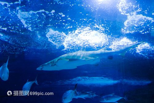 17點整野外龍魚最佳進食時間