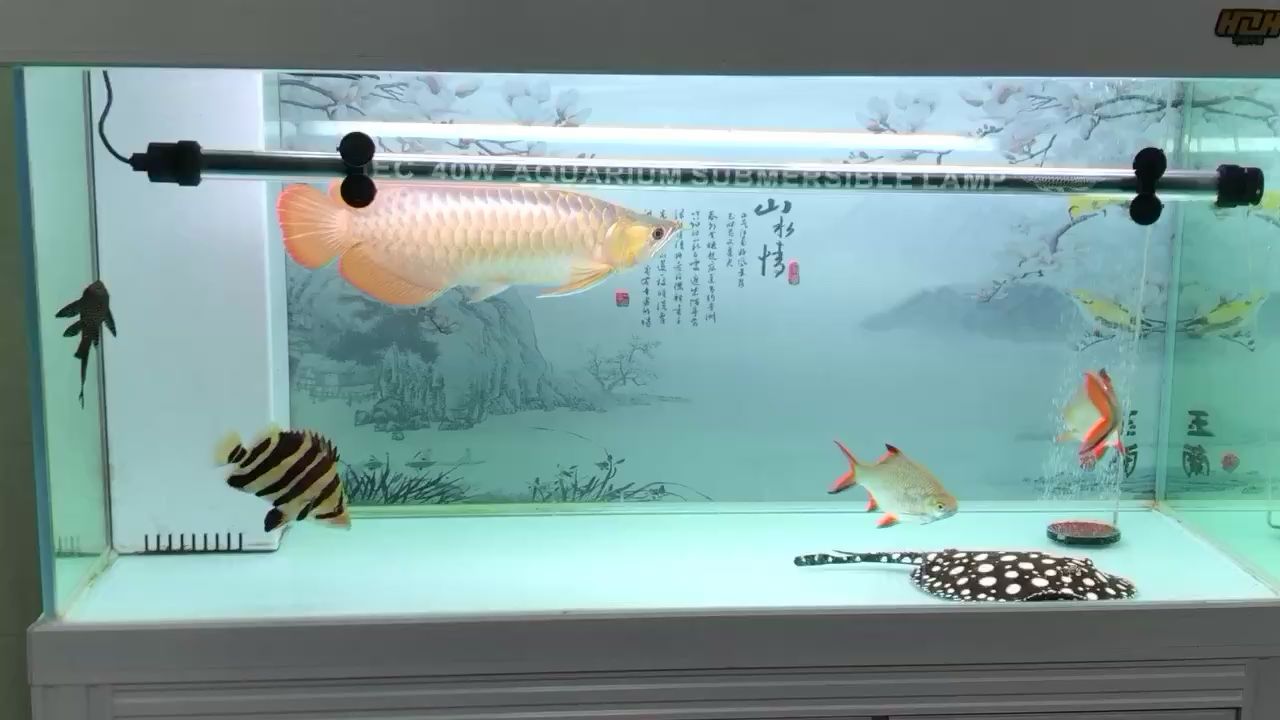 怎樣 丹頂錦鯉魚 第2張