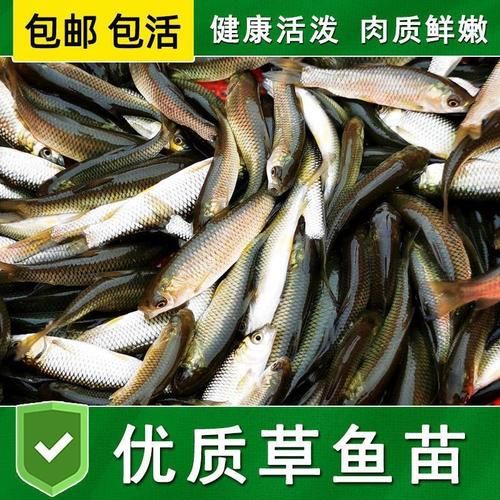 佛山觀賞魚市場小黑龍狀態(tài)不錯